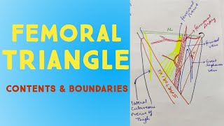 Femoral Triangle Anatomy in Hindi  Contents amp Boundaries  Lower Limb [upl. by Ellennahc]