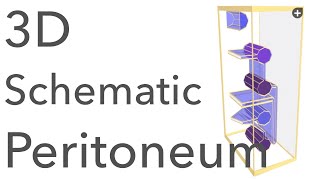 Peritoneum  3D Schematic Anatomy amp Relations [upl. by Aliekahs362]