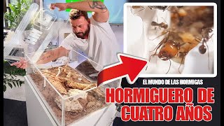 4 años haciendo crecer un hormiguero  El mundo de las Hormigas  Messor barbarus [upl. by Belda]