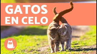 ¿Cómo saber si mi gata está en celo  Síntomas y qué hacer [upl. by Ninel]