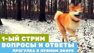 1ый СТРИМ  АКИТА ИНУ вопросы и ответы  Прогулка в лесу в прямом эфире [upl. by Habeh]