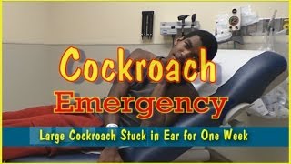 Cockroach Emergency [upl. by Aivek]