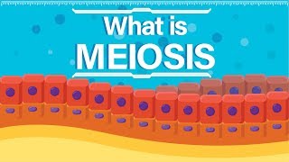 What is Meiosis  Animated Explanation [upl. by Enivid]