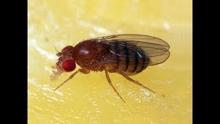 Fruit Flies Drosophila melanogaster Life Cycle [upl. by Ardnic]