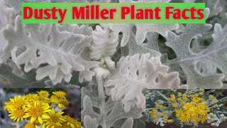 Silver dust  Dusty Miller Plants Facts [upl. by Leonteen732]