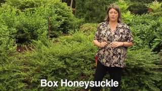 How to Prune Box Honeysuckle  Instructional Video w Plant Amnesty [upl. by Azil24]