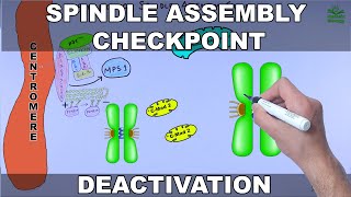 Silencing of Spindle Assembly Checkpoint [upl. by Eeuqram]