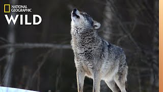 Wolves 101  Nat Geo Wild [upl. by Idrahs]