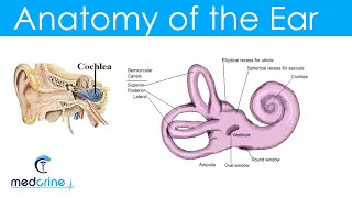 Anatomy and Physiology of the Ear [upl. by Gawain]