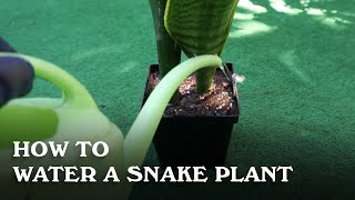 How to water a snake plant [upl. by Mailli]