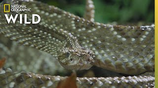 The Cascabel Rattlesnake  Worlds Deadliest Snakes [upl. by Duester670]