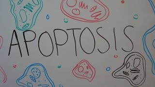 APOPTOSIS Vía Intrínseca y Extrínseca STOP MOTION [upl. by Yemiaj]