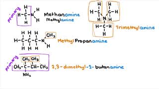 Amines and Amides [upl. by Melva]