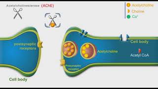 Cholinergic Neurons animation [upl. by Andrel]