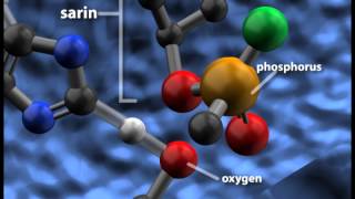 Sarin Inhibiting Acetylcholinesterase [upl. by Dubenko]