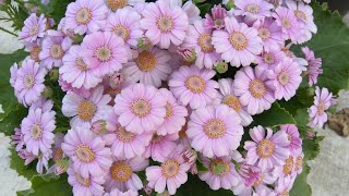 How to grow and care for Paricallis Hybrida Florists Cineraria [upl. by Venable621]