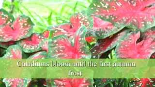 How to Plant Caladium Bulbs [upl. by Anselm]