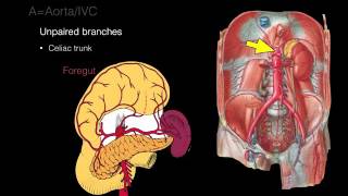 Retroperitoneal space and Retroperitoneal organs [upl. by Kenn]