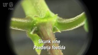 Skunk vine Paederia foetida [upl. by Georges]