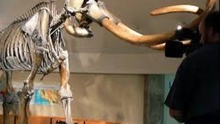 Mysteries at the Museum Season Prehistoric ★ Prehistoric Channel HD [upl. by Tnias]