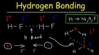 Hydrogen Bonds In Water Explained  Intermolecular Forces [upl. by Warga]