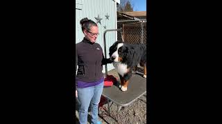 Dog Grooming Lesson How to trim your dogs ears Bernese Mountain Dog [upl. by Yelac]