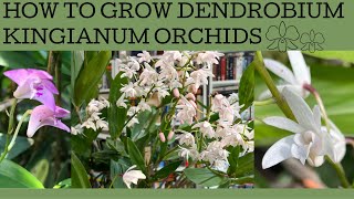 How to grow Australian Dendrobium kingianum orchids [upl. by Corvese]