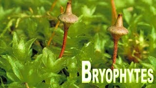 Plant kingdom part 3  Bryophyta Mosses and Liverworts [upl. by Ohnuj]