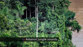 4K Jungle Sounds  Exotic Birds Singing  Tropical Forest  Relaxing Nature Video  Ultra HD  2160p [upl. by Lombard139]