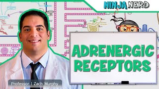 Neurology  Adrenergic Receptors [upl. by Abih163]