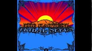 Tribal seeds The Harvestlyrics [upl. by Nerrat535]