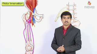 Femoral Nerve Anatomy Animation  Origin Course Branches and Clinical application  USMLE Step 1 [upl. by Thorne]