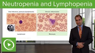 Quantitative WBC Disorders Leukocytosis amp Leukopenia – Pathology  Lecturio [upl. by Yanad466]