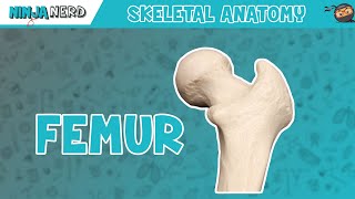 Femur Anatomy [upl. by Alolomo]