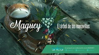 MAGUEY CARACTERÍSTICAS Y BENEFICIOS DE ESTA PLANTA [upl. by Giulietta]