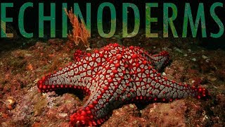 The Evolution of Echinoderms [upl. by Busch83]