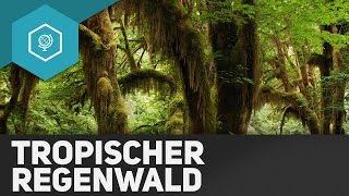 Der Tropische Regenwald  Die Tropen II  Klimazonen 2 [upl. by Hildegaard]