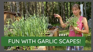 Hardneck Garlic Scapes  Get A Bonus Harvest  Growing Garlic [upl. by Hearn]