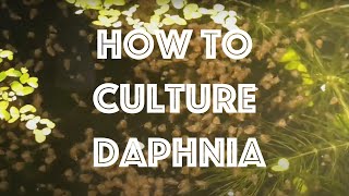 How To Culture Daphnia Magna [upl. by Nats]