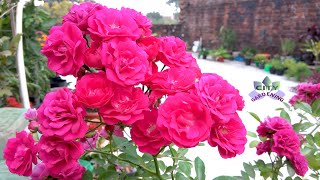 Rose plant care Rose fertilization and treatment of diseases [upl. by Tneciv808]