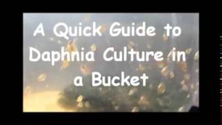 How to culture daphnia outside [upl. by Auqenwahs]