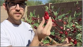 Roselle Hibiscus Jam from Start to Finish [upl. by Anna978]