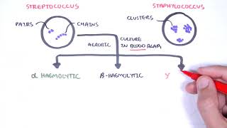 Microbiology  Streptococcus species [upl. by Mortensen]