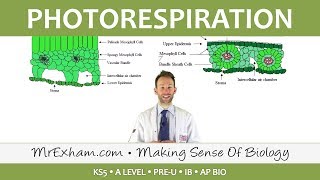 C3 and C4 Plants  Photorespiration  Post 16 Biology A Level PreU IB K12 [upl. by Eiramanad]