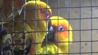 Aratinga sluneční sun conure [upl. by Atinet]