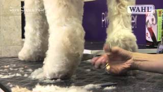 Grooming Guide  Labradoodle  Pro Groomer [upl. by Othelia]