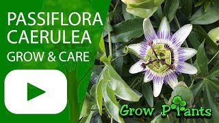 Passiflora caerulea  grow amp care Bluecrown Passionflower [upl. by Tenney]