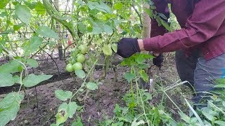 Manejando el tizon tardio en tomate resumen [upl. by Sulrac]