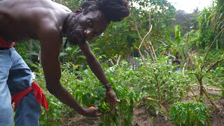 SIZZLA KALONJI farming in Judgement yardMasa Media TV venture on the farm\ King Sizzla Kalonji [upl. by Rebma]