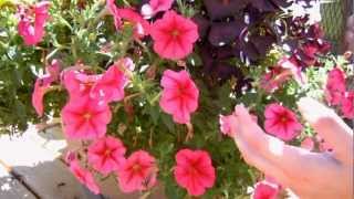 How to Keep your Petunias Looking Full and Flowering [upl. by Uah]